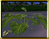 Plant Tropical Monstra